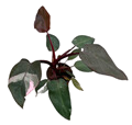 4" Philodendron Pink Princess